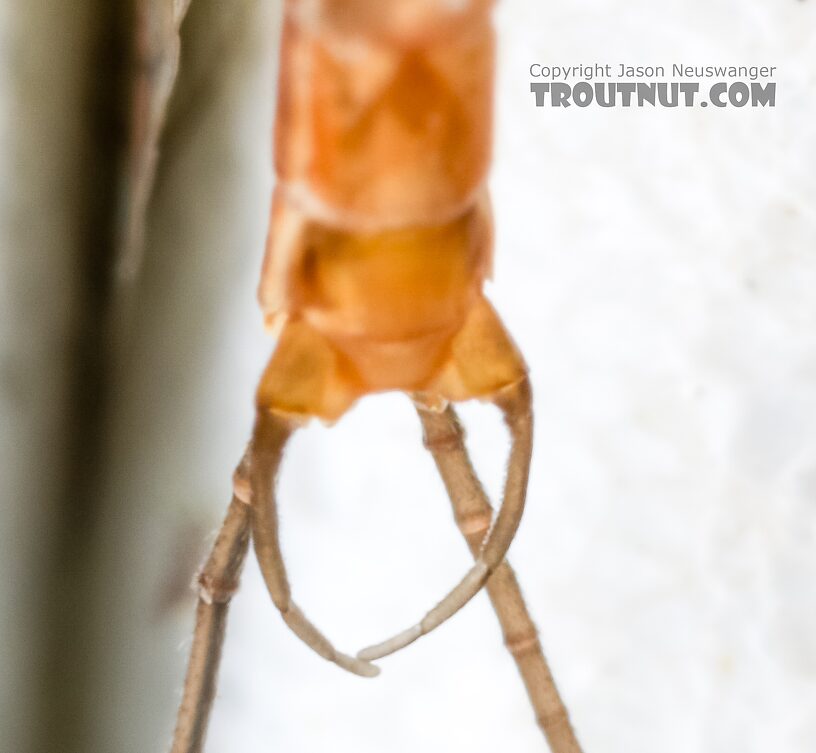 Male Cinygmula reticulata (Western Ginger Quill) Mayfly Spinner from Mystery Creek #237 in Montana