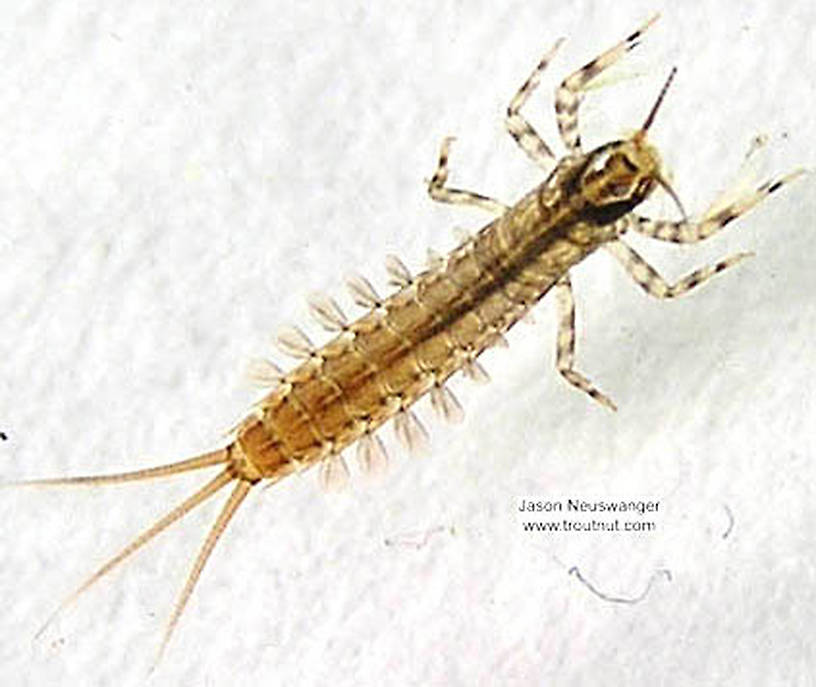 Isonychia (Slate Drakes) Mayfly Nymph from the Namekagon River in Wisconsin