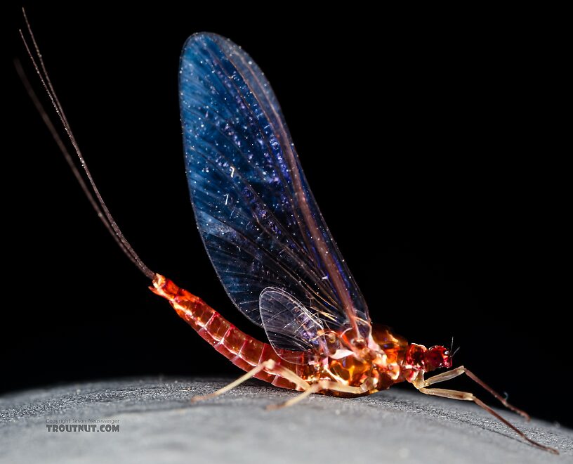 Female Ephemerellidae (Hendricksons, Sulphurs, PMDs, BWOs) Mayfly Spinner from Mystery Creek #237 in Montana