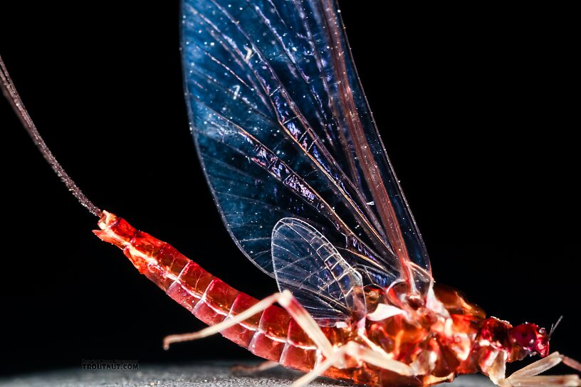 Female Ephemerellidae (Hendricksons, Sulphurs, PMDs, BWOs) Mayfly Spinner from Mystery Creek #237 in Montana