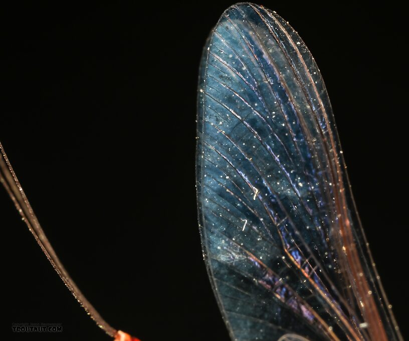 Female Ephemerellidae (Hendricksons, Sulphurs, PMDs, BWOs) Mayfly Spinner from Mystery Creek #237 in Montana