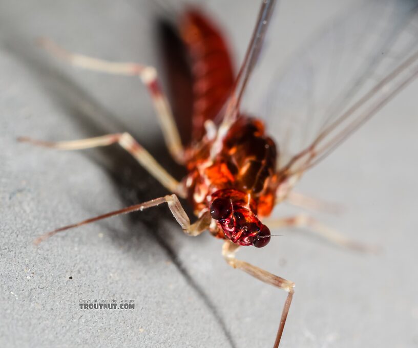 Female Ephemerellidae (Hendricksons, Sulphurs, PMDs, BWOs) Mayfly Spinner from Mystery Creek #237 in Montana