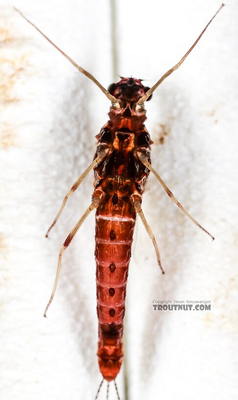 Female Ephemerellidae (Hendricksons, Sulphurs, PMDs, BWOs) Mayfly Spinner from Mystery Creek #237 in Montana