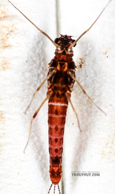 Female Ephemerellidae (Hendricksons, Sulphurs, PMDs, BWOs) Mayfly Spinner from Mystery Creek #237 in Montana