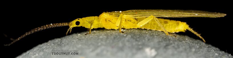 Female Suwallia pallidula (Sallfly) Stonefly Adult from Mystery Creek #237 in Montana