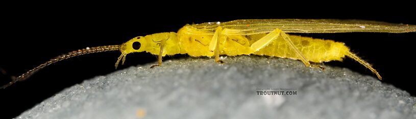 Female Suwallia pallidula (Sallfly) Stonefly Adult from Mystery Creek #237 in Montana