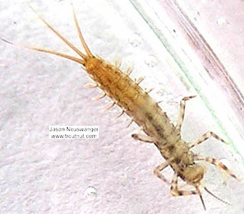 Isonychia (Slate Drakes) Mayfly Nymph from the Namekagon River in Wisconsin