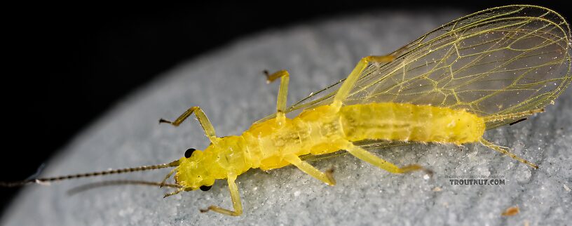 Female Suwallia pallidula (Sallfly) Stonefly Adult from Mystery Creek #237 in Montana