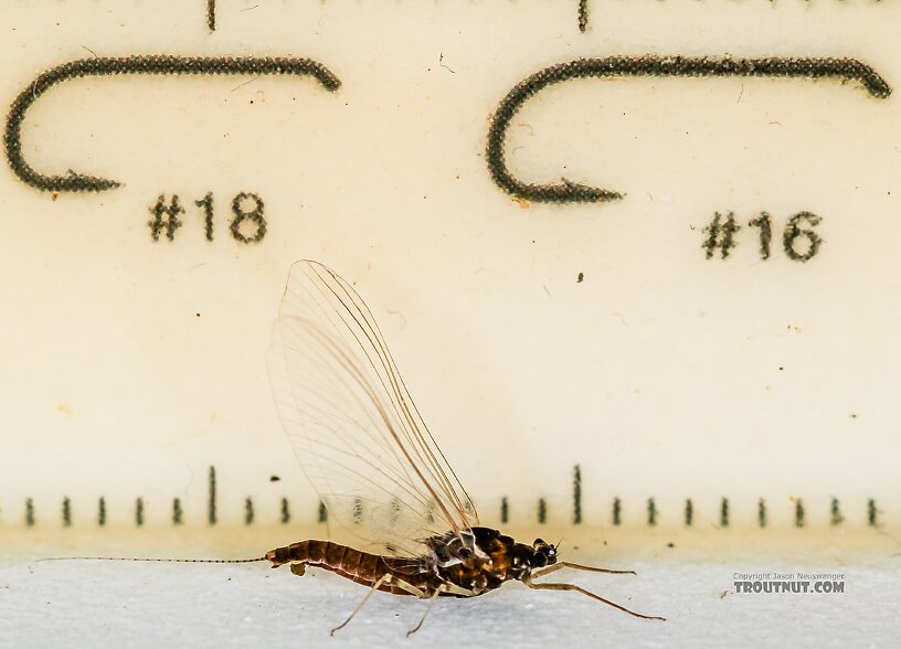 Female Ephemerellidae (Hendricksons, Sulphurs, PMDs, BWOs) Mayfly Spinner from Mystery Creek #237 in Montana