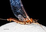 Female Ephemerellidae (Hendricksons, Sulphurs, PMDs, BWOs) Mayfly Spinner