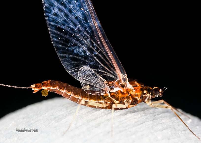 Female Ephemerellidae (Hendricksons, Sulphurs, PMDs, BWOs) Mayfly Spinner from Mystery Creek #237 in Montana