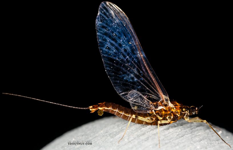 Female Ephemerellidae (Hendricksons, Sulphurs, PMDs, BWOs) Mayfly Spinner from Mystery Creek #237 in Montana