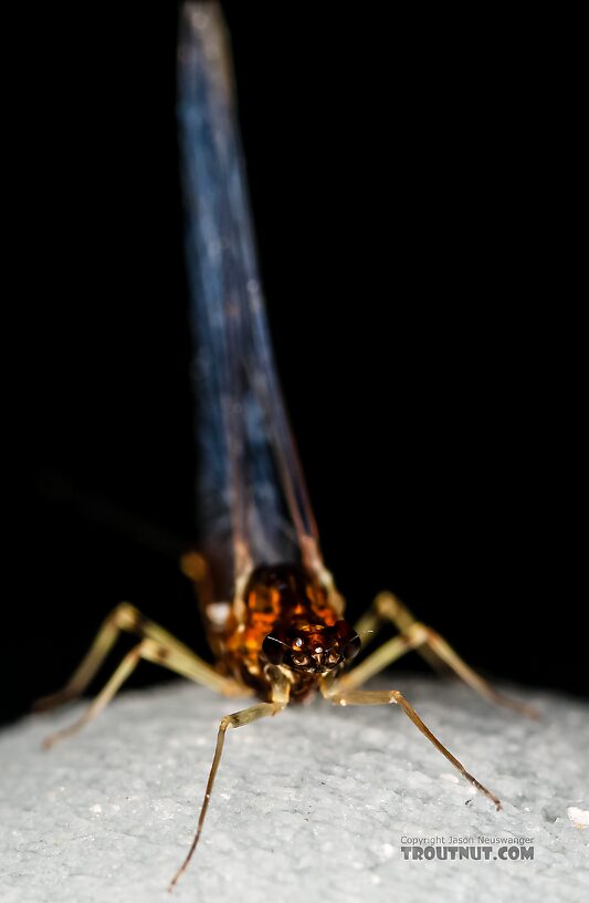 Female Ephemerellidae (Hendricksons, Sulphurs, PMDs, BWOs) Mayfly Spinner from Mystery Creek #237 in Montana