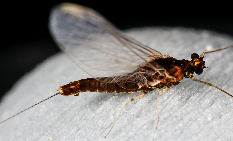 Female Ephemerellidae (Hendricksons, Sulphurs, PMDs, BWOs) Mayfly Spinner from Mystery Creek #237 in Montana