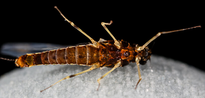 Female Ephemerellidae (Hendricksons, Sulphurs, PMDs, BWOs) Mayfly Spinner from Mystery Creek #237 in Montana