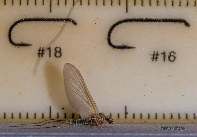 Female Ephemerella excrucians (Pale Morning Dun) Mayfly Dun from the Big Lost River in Idaho