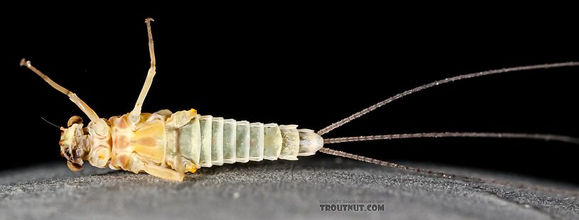 Female Ephemerella excrucians (Pale Morning Dun) Mayfly Dun from the Big Lost River in Idaho