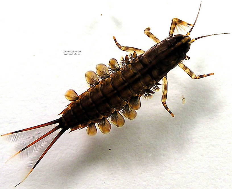 Isonychia bicolor (Mahogany Dun) Mayfly Nymph from unknown in Wisconsin