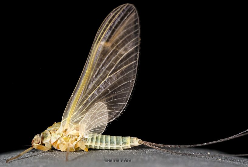 Female Ephemerella excrucians (Pale Morning Dun) Mayfly Dun from the Big Lost River in Idaho