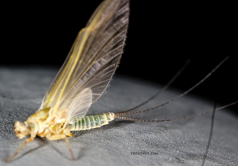 Female Ephemerella excrucians (Pale Morning Dun) Mayfly Dun from the Big Lost River in Idaho