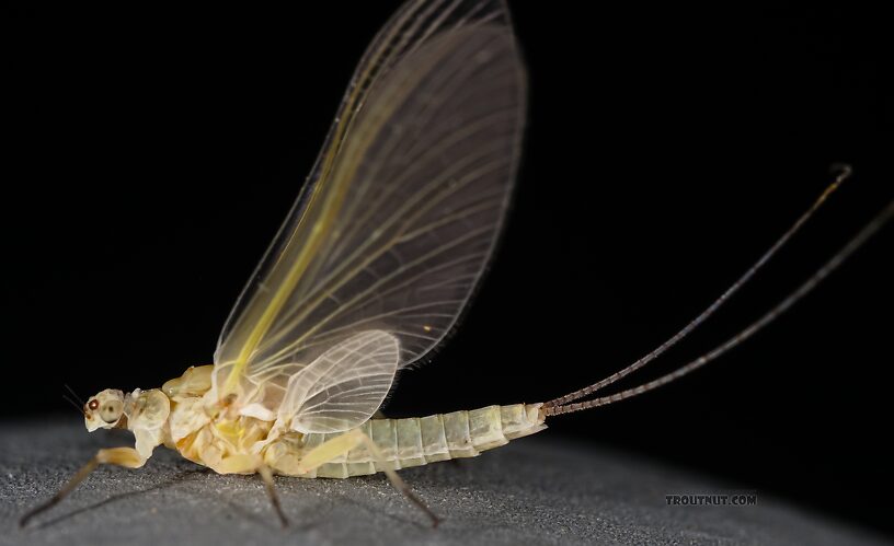 Female Ephemerella excrucians (Pale Morning Dun) Mayfly Dun from the Big Lost River in Idaho