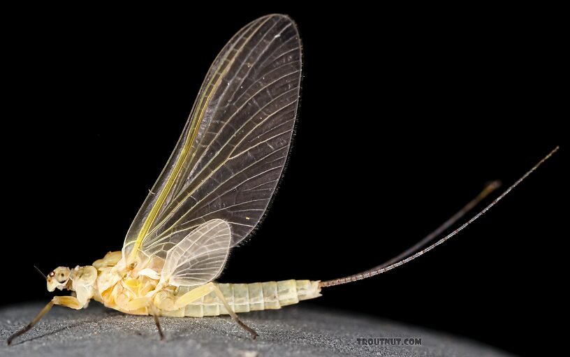 Female Ephemerella excrucians (Pale Morning Dun) Mayfly Dun from the Big Lost River in Idaho