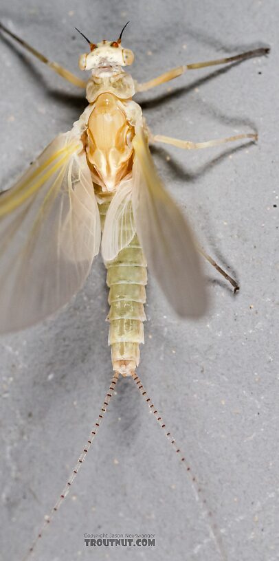 Female Ephemerella excrucians (Pale Morning Dun) Mayfly Dun from the Big Lost River in Idaho