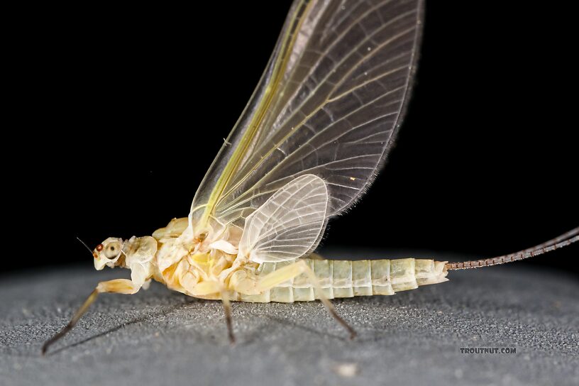 Female Ephemerella excrucians (Pale Morning Dun) Mayfly Dun from the Big Lost River in Idaho