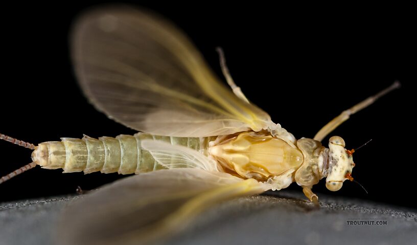 Female Ephemerella excrucians (Pale Morning Dun) Mayfly Dun from the Big Lost River in Idaho