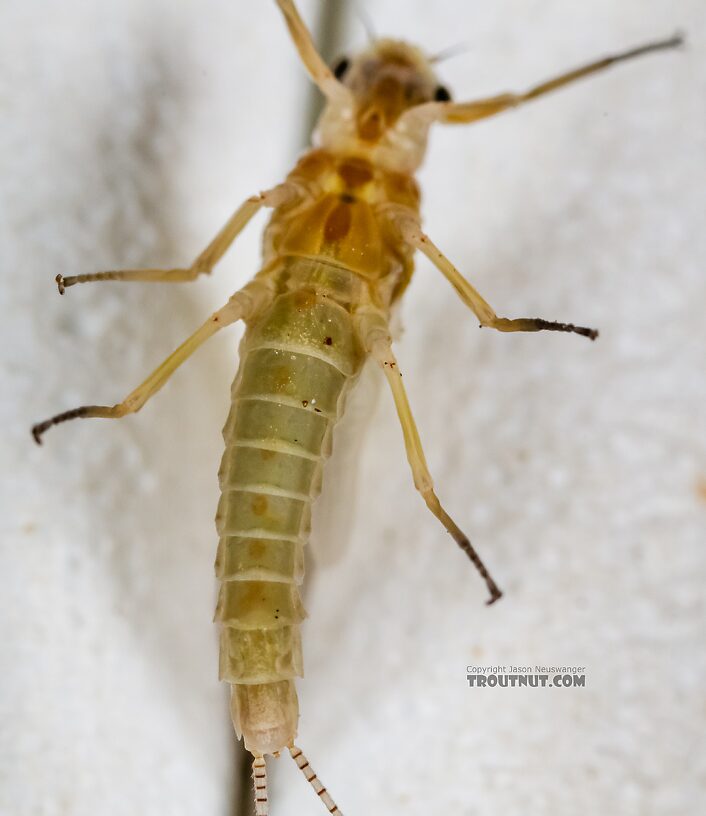 Female Ephemerella excrucians (Pale Morning Dun) Mayfly Dun from the Big Lost River in Idaho