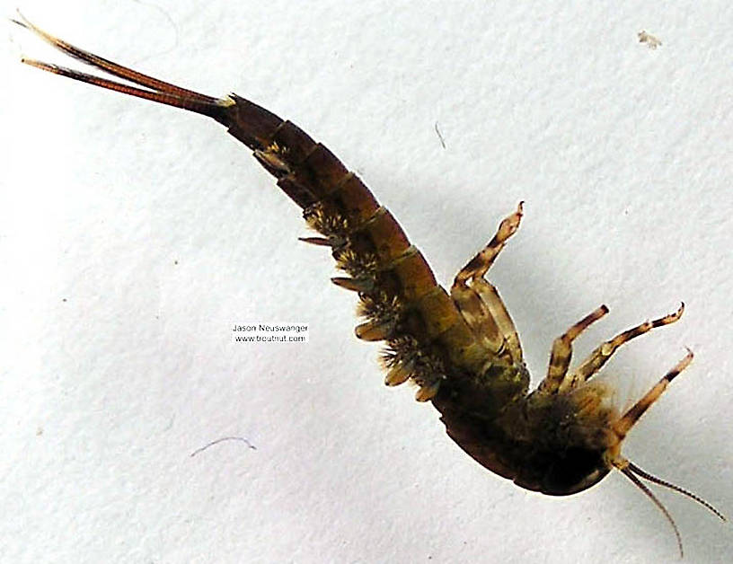 Isonychia bicolor (Mahogany Dun) Mayfly Nymph from unknown in Wisconsin