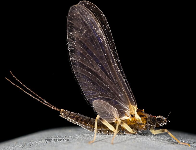 Female Ephemerella tibialis (Little Western Dark Hendrickson) Mayfly Dun from the East Fork Big Lost River in Idaho