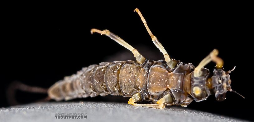 Female Ephemerella tibialis (Little Western Dark Hendrickson) Mayfly Dun from the East Fork Big Lost River in Idaho