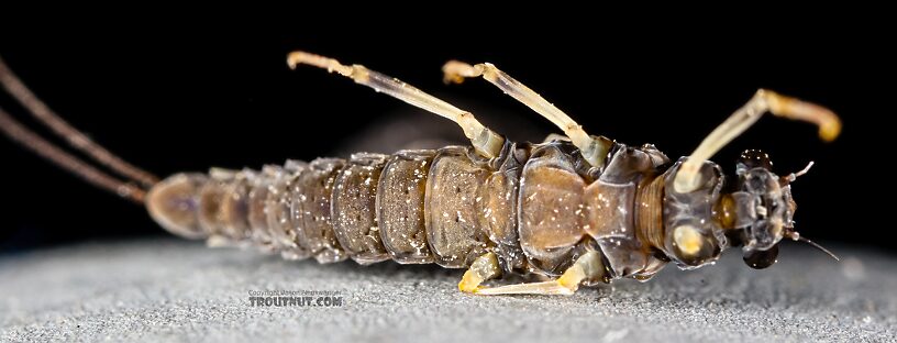 Female Ephemerella tibialis (Little Western Dark Hendrickson) Mayfly Dun from the East Fork Big Lost River in Idaho