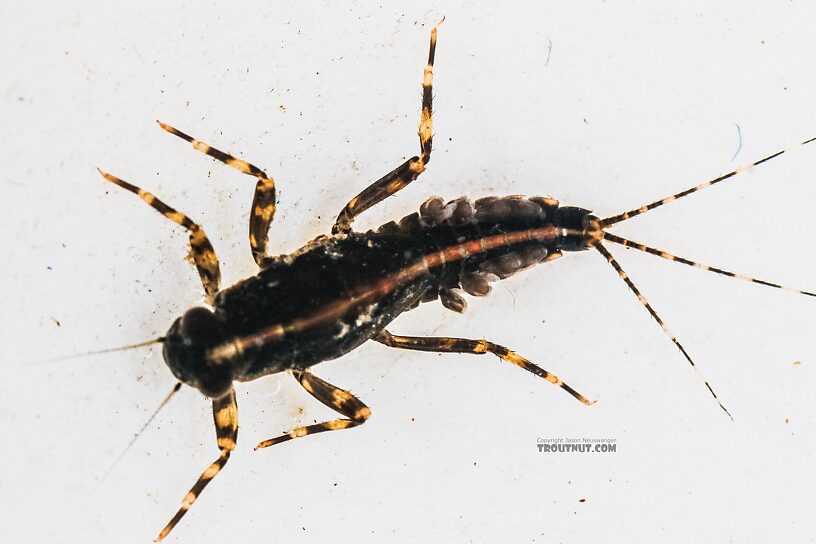 Ephemerella tibialis (Little Western Dark Hendrickson) Mayfly Nymph from the East Fork Big Lost River in Idaho