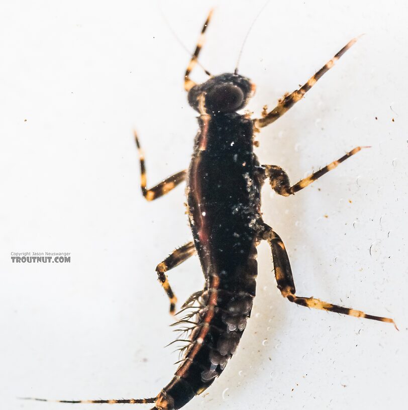 Ephemerella tibialis (Little Western Dark Hendrickson) Mayfly Nymph from the East Fork Big Lost River in Idaho