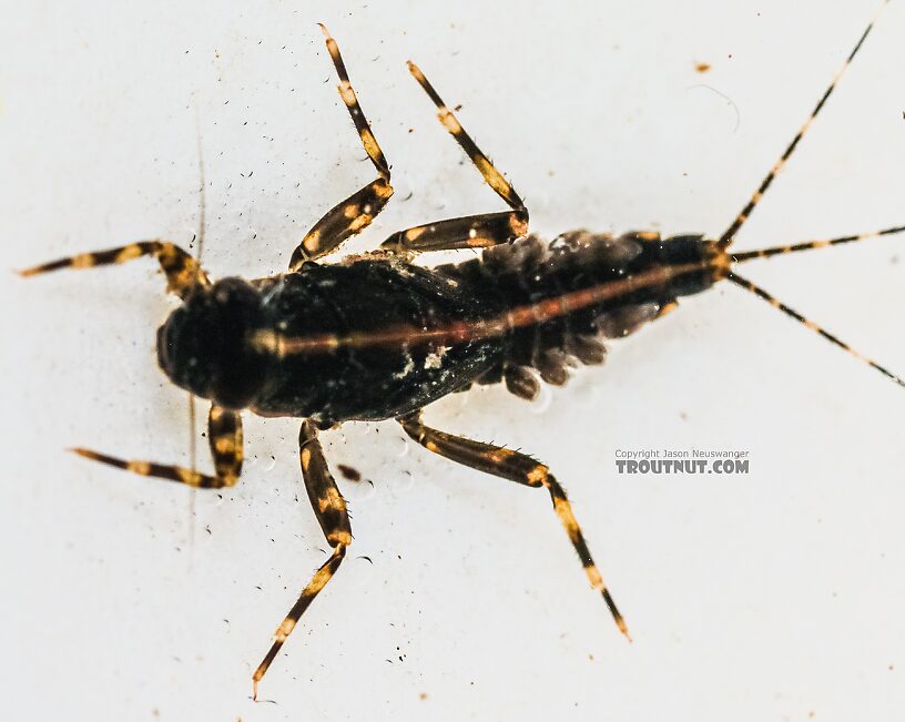 Ephemerella tibialis (Little Western Dark Hendrickson) Mayfly Nymph from the East Fork Big Lost River in Idaho