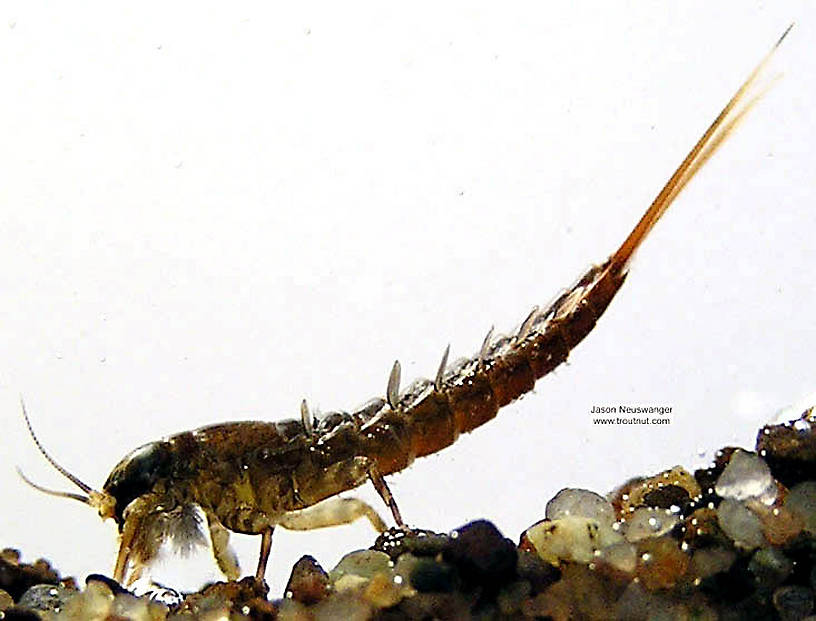 Isonychia bicolor (Mahogany Dun) Mayfly Nymph from the Namekagon River in Wisconsin