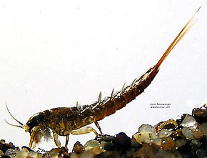 Isonychia bicolor (Mahogany Dun) Mayfly Nymph