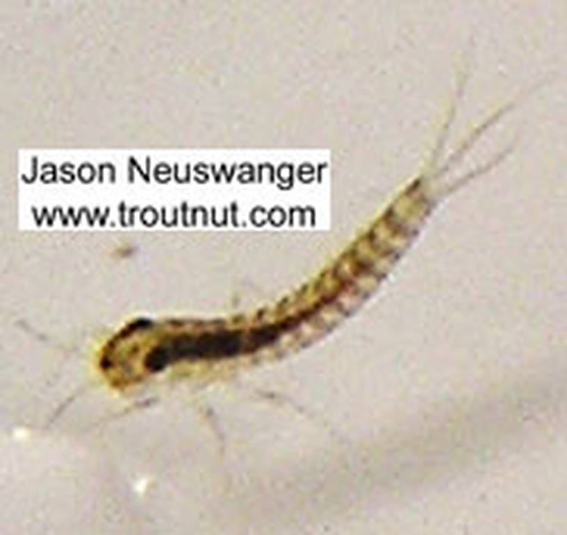 Baetidae (Blue-Winged Olives) Mayfly Nymph from unknown in Wisconsin