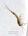 Baetidae (Blue-Winged Olives) Mayfly Nymph