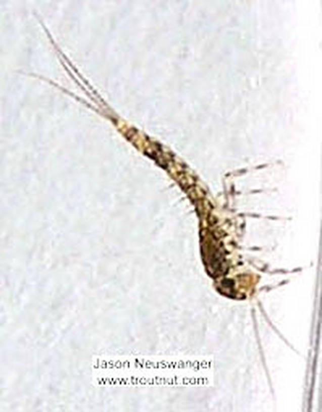 Baetidae (Blue-Winged Olives) Mayfly Nymph from the Namekagon River in Wisconsin