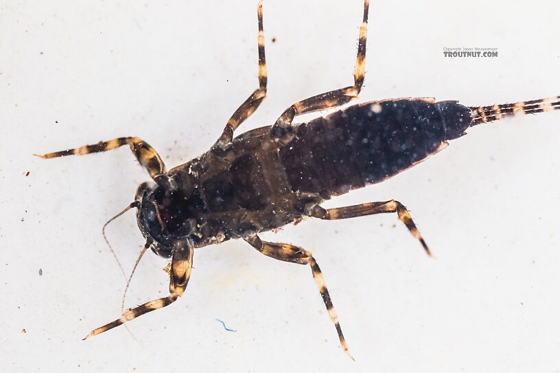 Ephemerella tibialis (Little Western Dark Hendrickson) Mayfly Nymph from the East Fork Big Lost River in Idaho