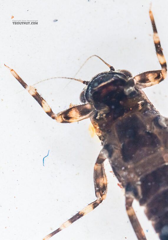 Ephemerella tibialis (Little Western Dark Hendrickson) Mayfly Nymph from the East Fork Big Lost River in Idaho