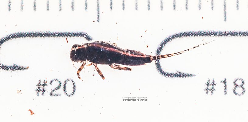 Ephemerella tibialis (Little Western Dark Hendrickson) Mayfly Nymph from the East Fork Big Lost River in Idaho