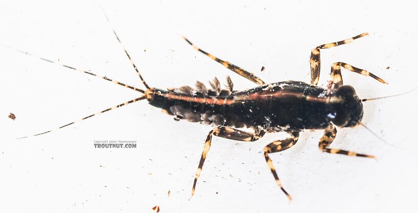 Ephemerella tibialis (Little Western Dark Hendrickson) Mayfly Nymph from the East Fork Big Lost River in Idaho