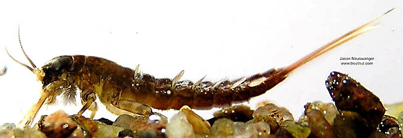 Isonychia bicolor (Mahogany Dun) Mayfly Nymph from the Namekagon River in Wisconsin