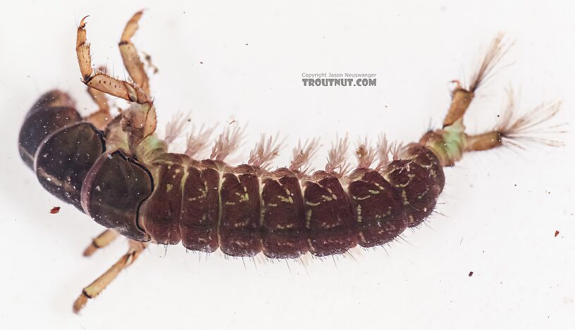 Arctopsyche grandis (Great Gray Spotted Sedge) Caddisfly Larva from the East Fork Big Lost River in Idaho