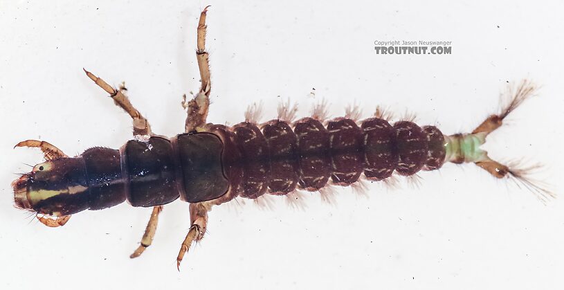 Arctopsyche grandis (Great Gray Spotted Sedge) Caddisfly Larva from the East Fork Big Lost River in Idaho