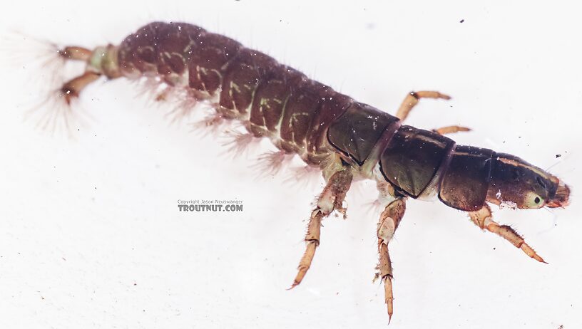 Arctopsyche grandis (Great Gray Spotted Sedge) Caddisfly Larva from the East Fork Big Lost River in Idaho